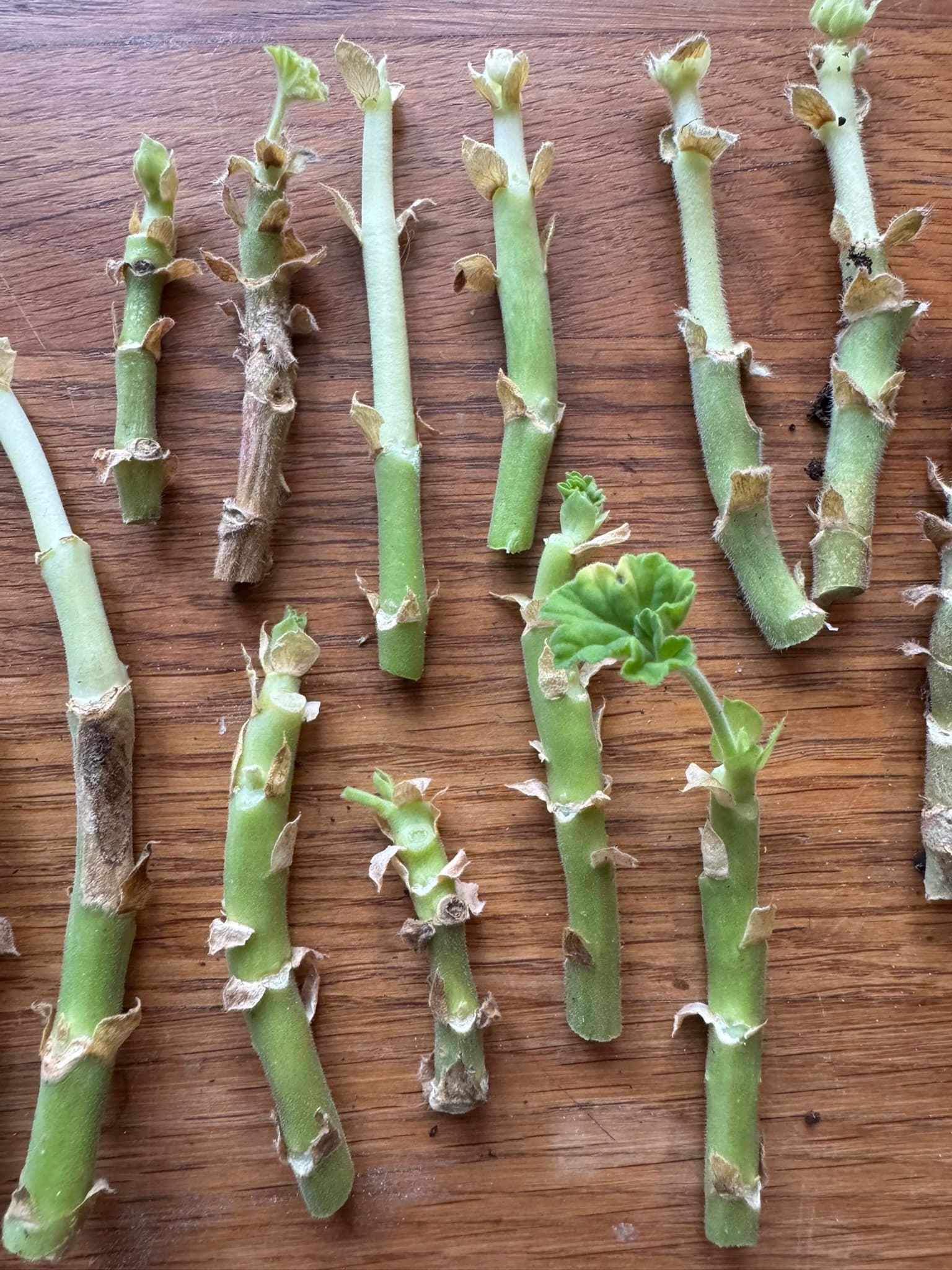 pelargoniastiklinger