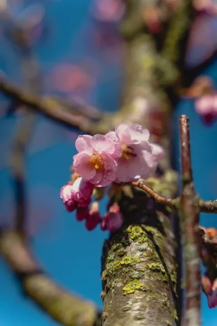 Bergenia