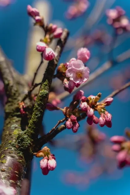 Bergenia
