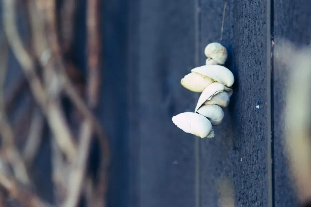 WABI SABI