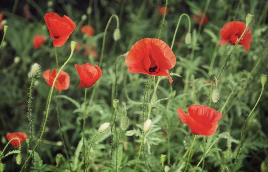 Blood Swept Lands and Seas of Red