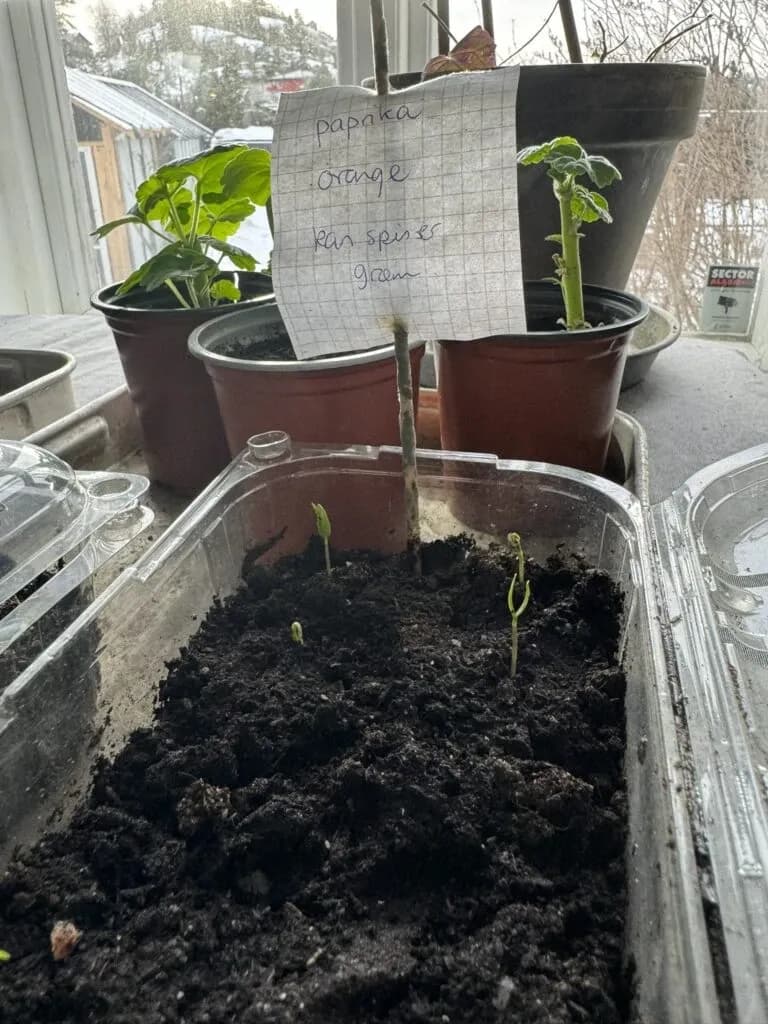 Drivhus i spisestua