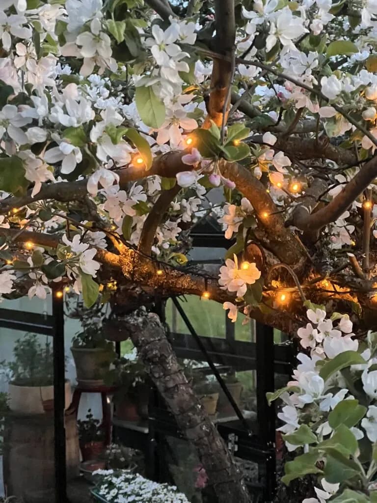 Frukttrærne blomstrer