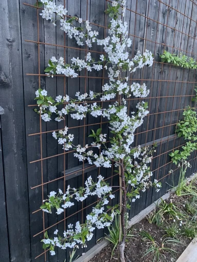 Frukttrærne blomstrer