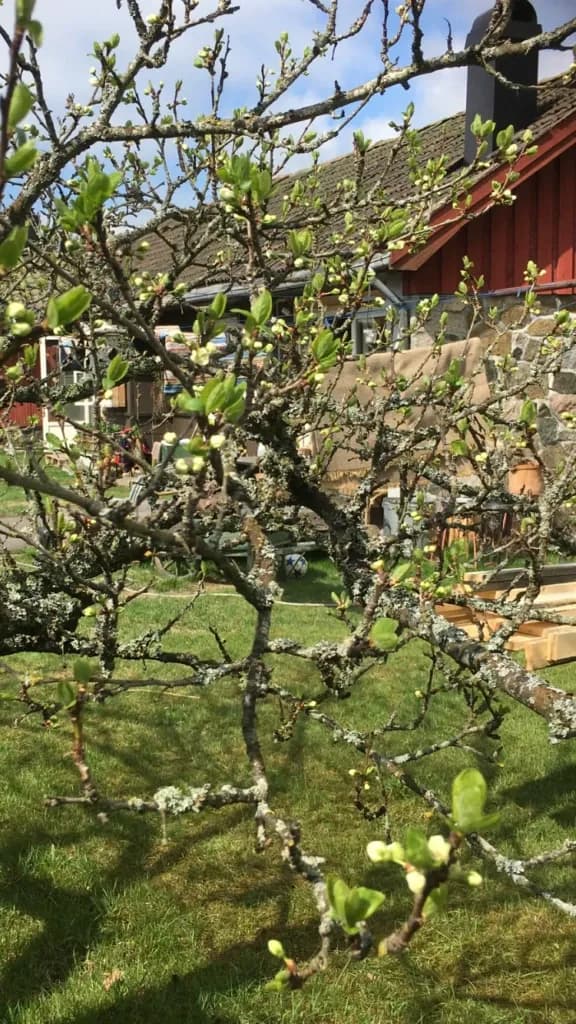 Frukttrærne blomstrer