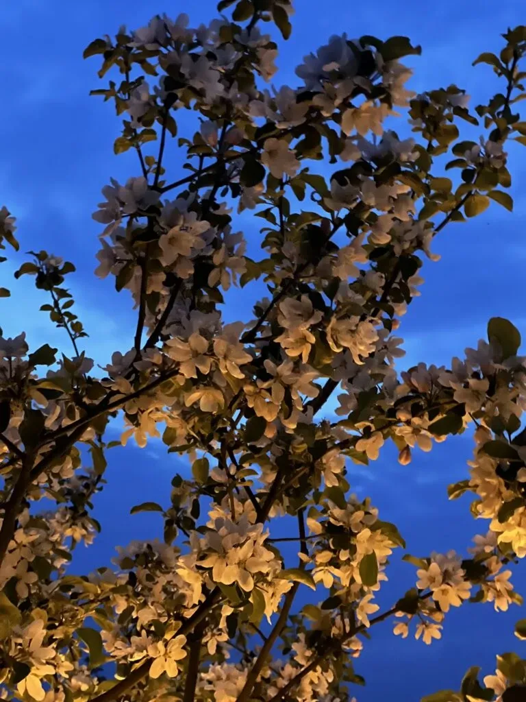 Frukttrærne blomstrer