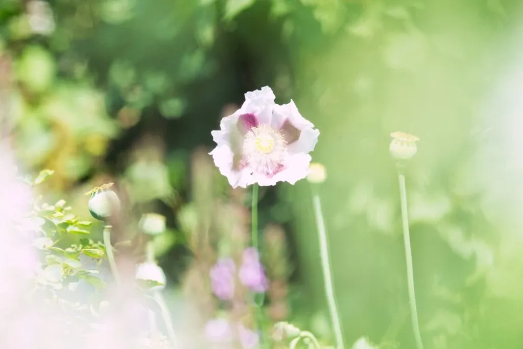 Valmuer – papaver – poppies