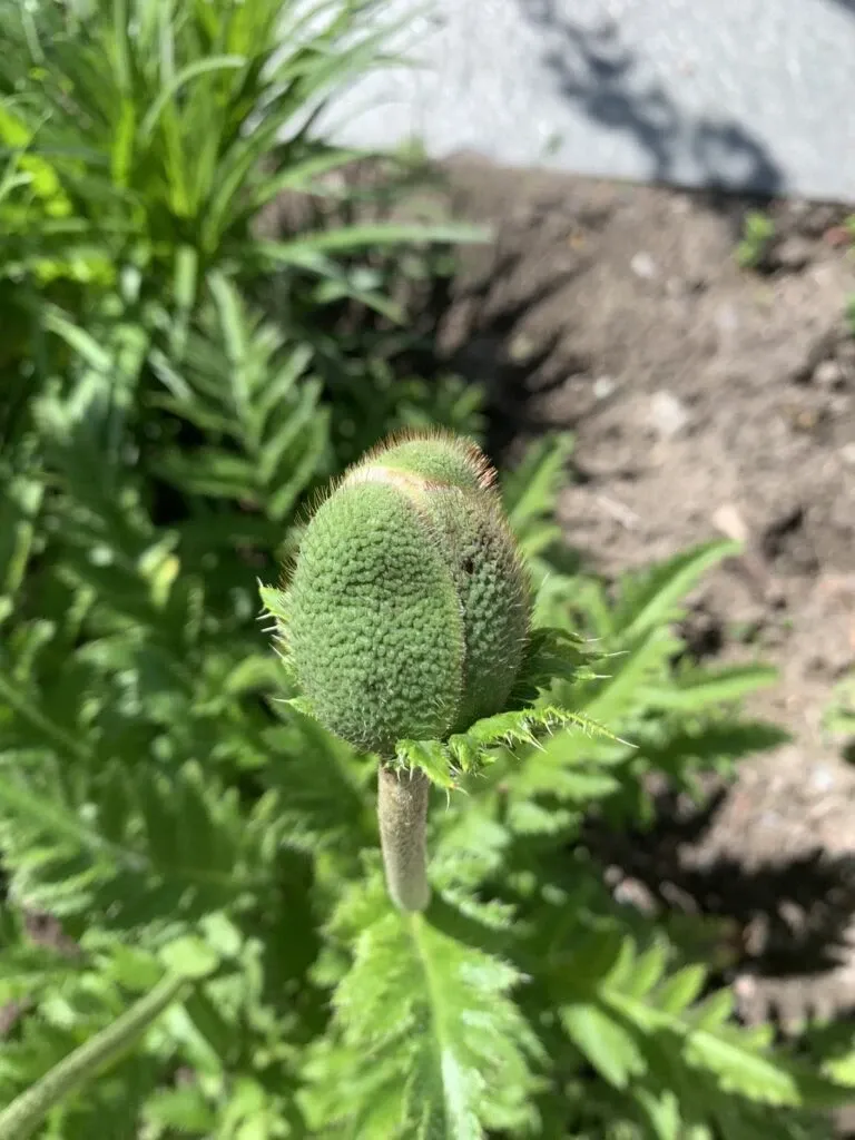 Valmuer – papaver – poppies