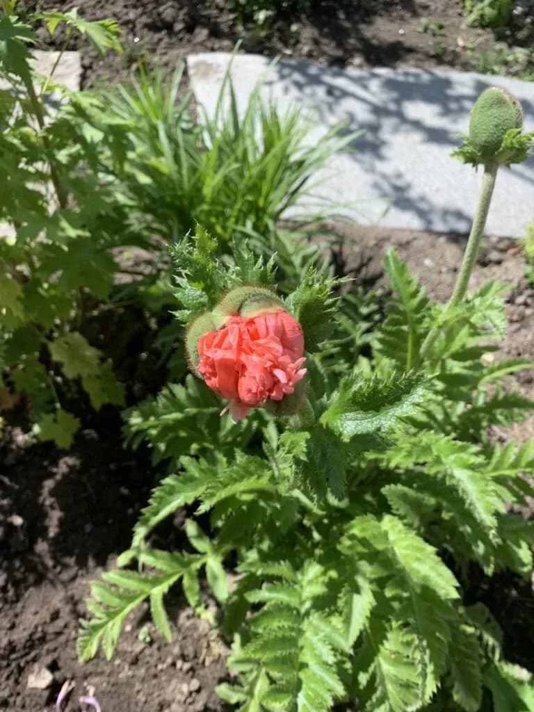 Valmuer – papaver – poppies