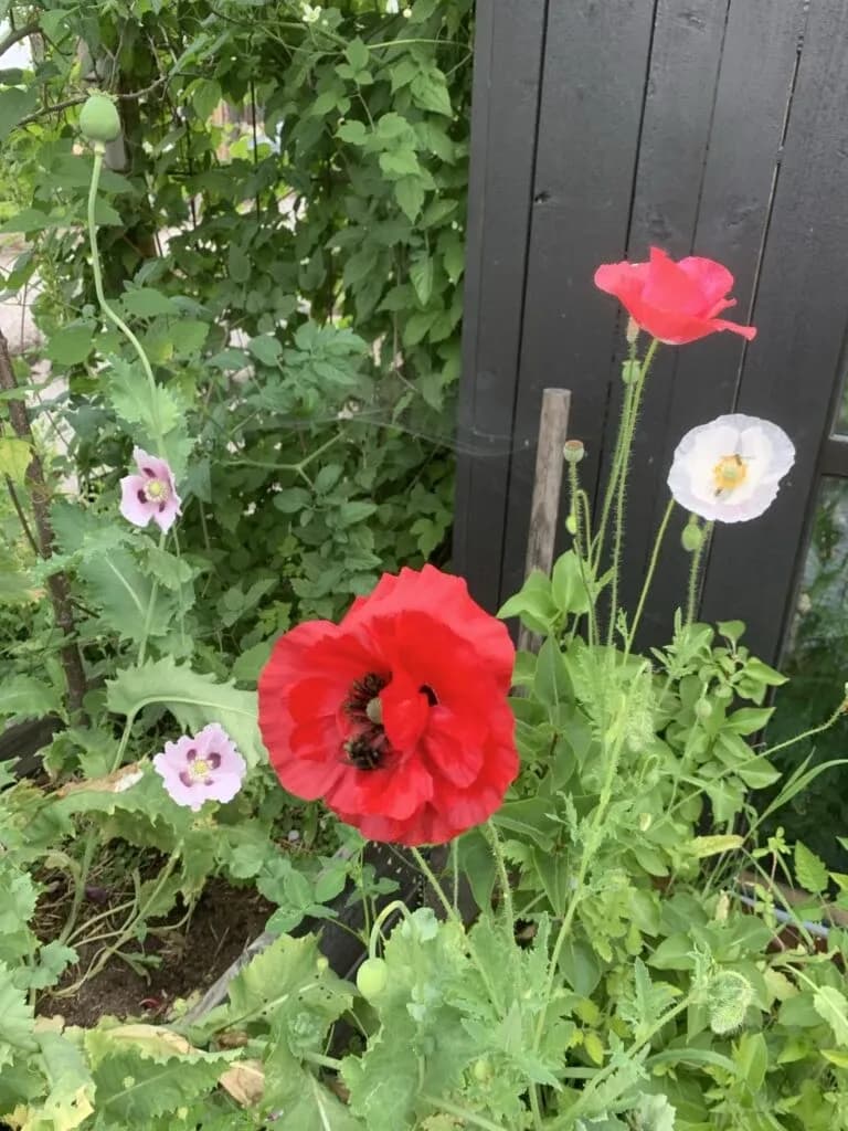 Valmuer – papaver – poppies