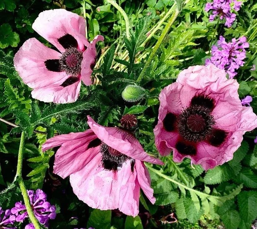 Valmuer – papaver – poppies