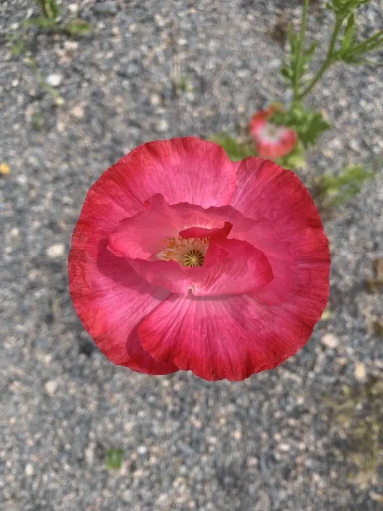 Valmuer – papaver – poppies