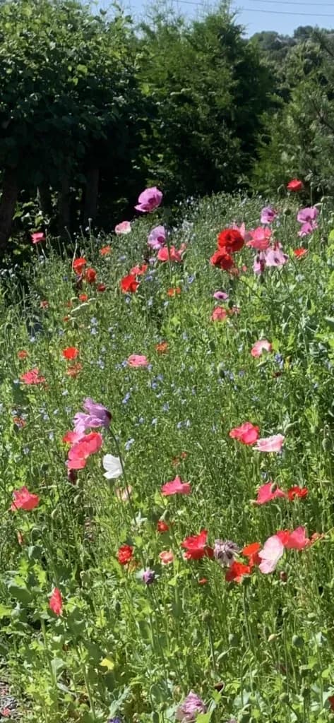 Valmuer – papaver – poppies