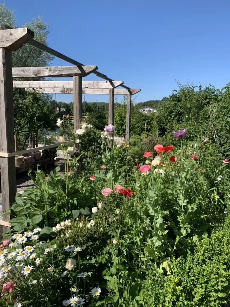 Valmuer – papaver – poppies