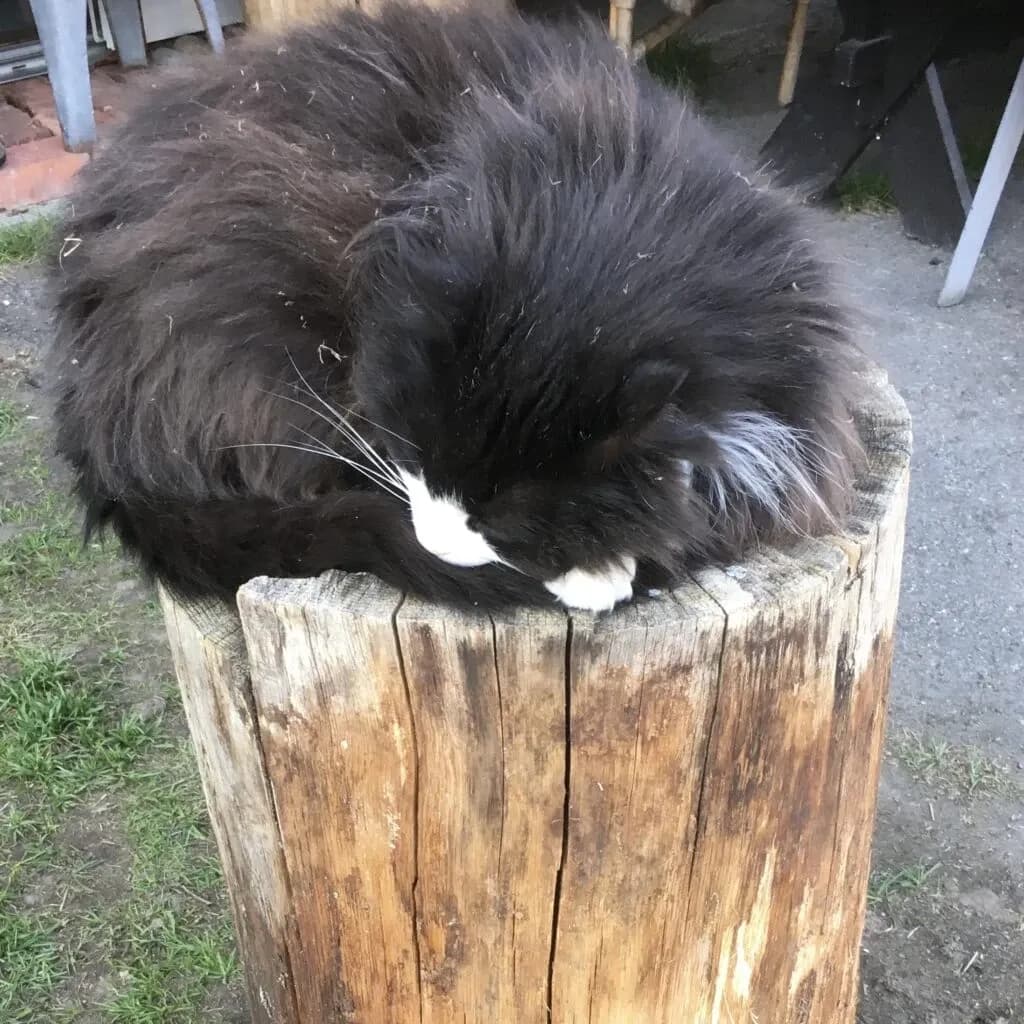 Det første året