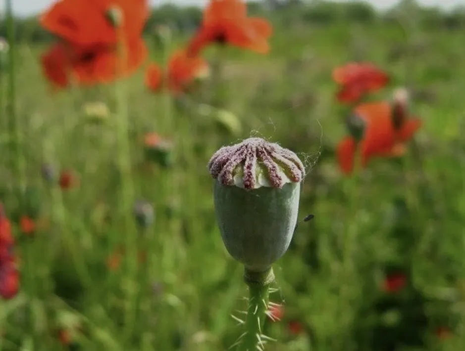 Valmuer – papaver – poppies