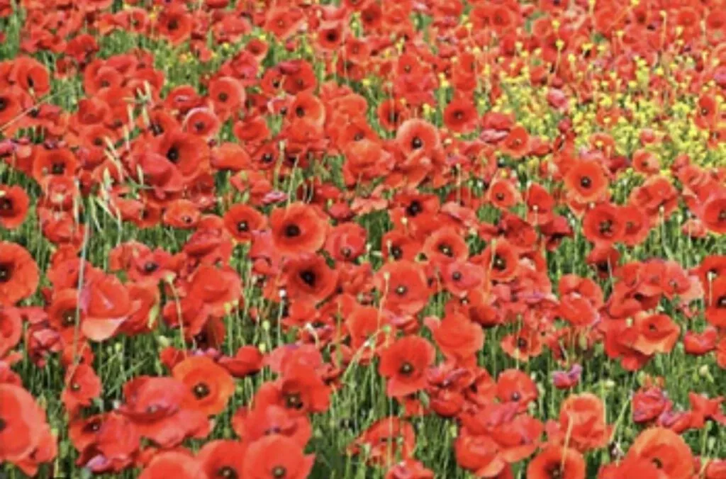 Blood Swept Lands and Seas of Red